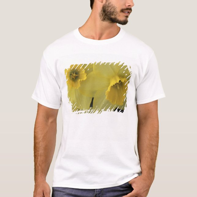 T-shirt États-Unis, Utah, jonquilles de Cache Valley (Devant)