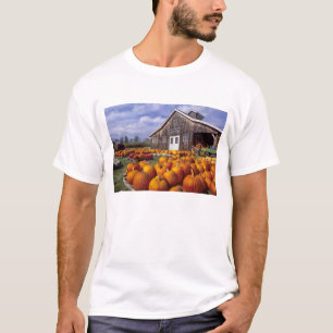 T-shirt États-Unis, Vermont, Shelbourne, citrouilles