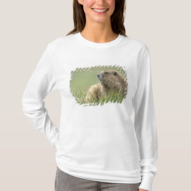 T-shirt États-Unis, Washington, Pôle olympique, Marmotte o (Devant)