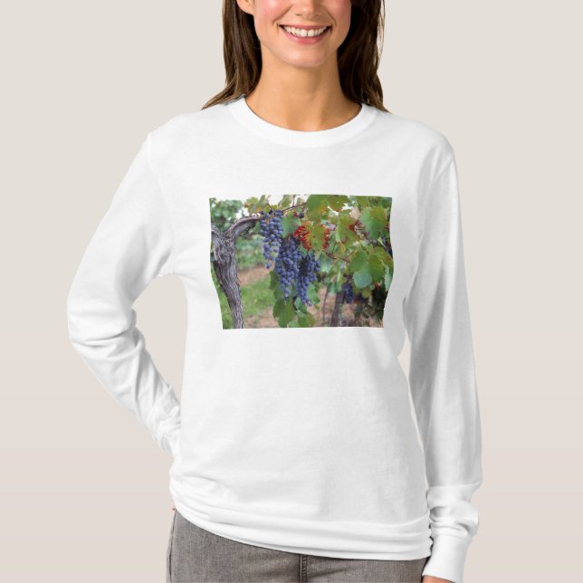 T-shirt Europe, France, Roussillon. Vignobles, avec (Devant)