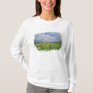 T-shirt Europe, Toscane, Poggiolo. Coquelicots rouges ondu
