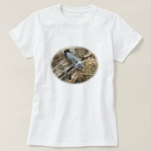 T-shirt Eyed Elater Click Beetle - Alaus oculatus