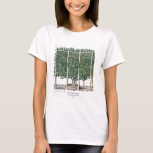 T-shirt Eystettensis indica de Ficus, du 'Hortus Eystet