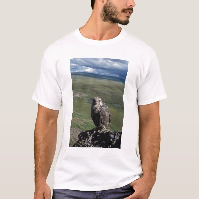 T-shirt faucon gerfaut, Falco rusticolus, juvénile (Devant)