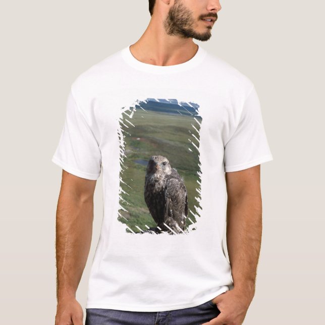 T-shirt faucon gerfaut, Falco rusticolus, juvénile (Devant)