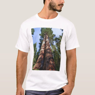 T-shirt Femme filmant à la base d'un séquoia géant