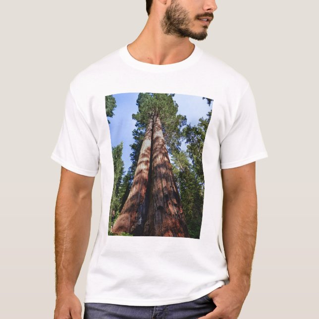 T-shirt Femme filmant à la base d'un séquoia géant (Devant)