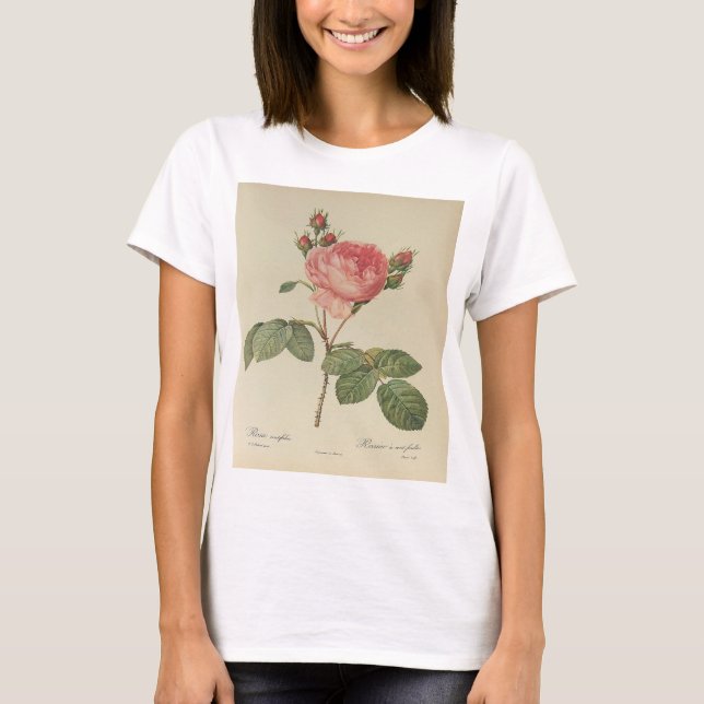 T-shirt femme Redoute Rosa Centifolia (Devant)