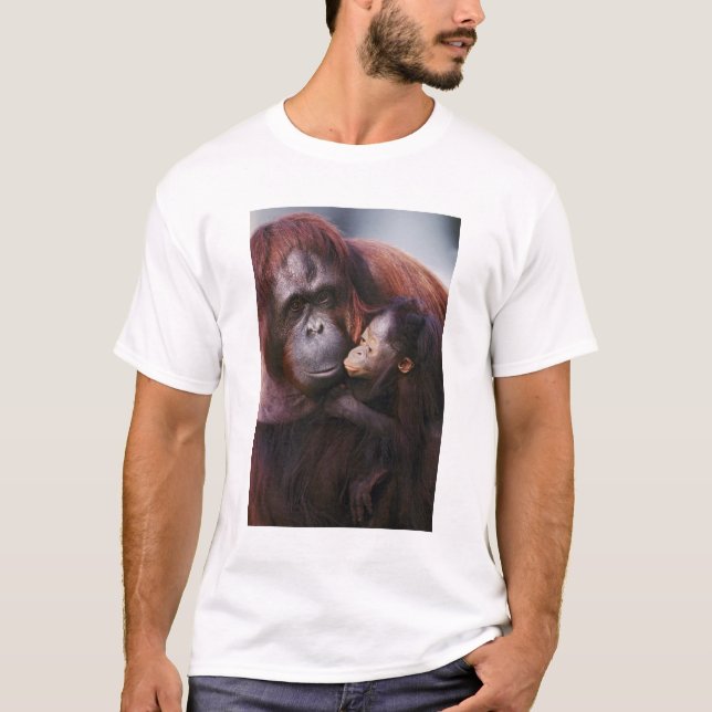 T-shirt Femme Sumatran Orangutan avec bébé, Pongo (Devant)