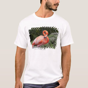 T-shirt Flamant rose rose