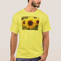 Fleurs de soleil