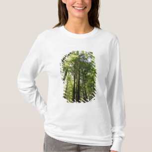 T-shirt Forêt de séquoias, Rotorua, Nouvelle-Zélande