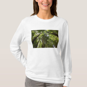 T-shirt Forêt de séquoias, Rotorua, Nouvelle-Zélande 2