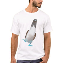 Fou à pattes bleues