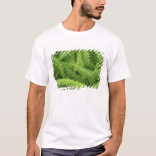 T-shirt Fougère queue de renard, Asparagus densiflorus mye