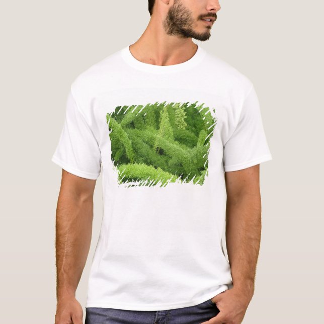 T-shirt Fougère queue de renard, Asparagus densiflorus mye (Devant)