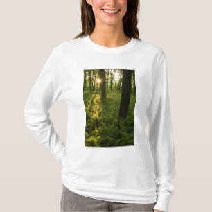 T-shirt Fougères dans la forêt à Grafton, Massachusetts.