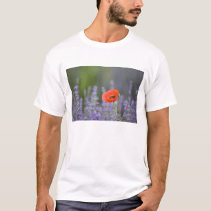 T-shirt France, Provence. Coquelicot solitaire dans un cha