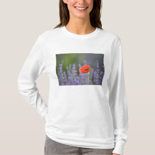 T-shirt France, Provence. Coquelicot solitaire dans un cha