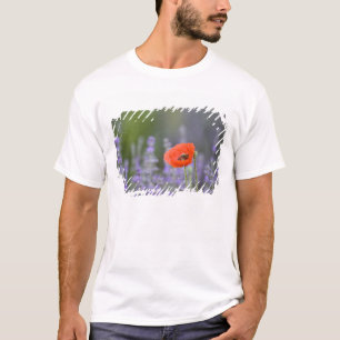 T-shirt France, Provence. Le pavot solitaire dans le champ