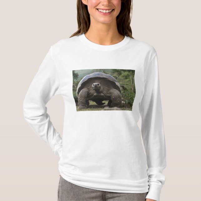 T-shirt Galapagos Giant Tortoises Geochelone (Devant)