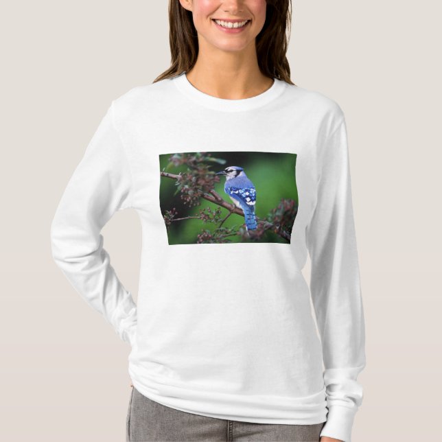 T-shirt Geai bleu, Cyaoncitta cristata (Devant)