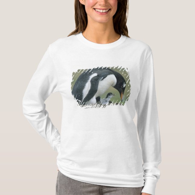 T-shirt Gentoo Penuin, (Pygoscelis papua), Falkland (Devant)