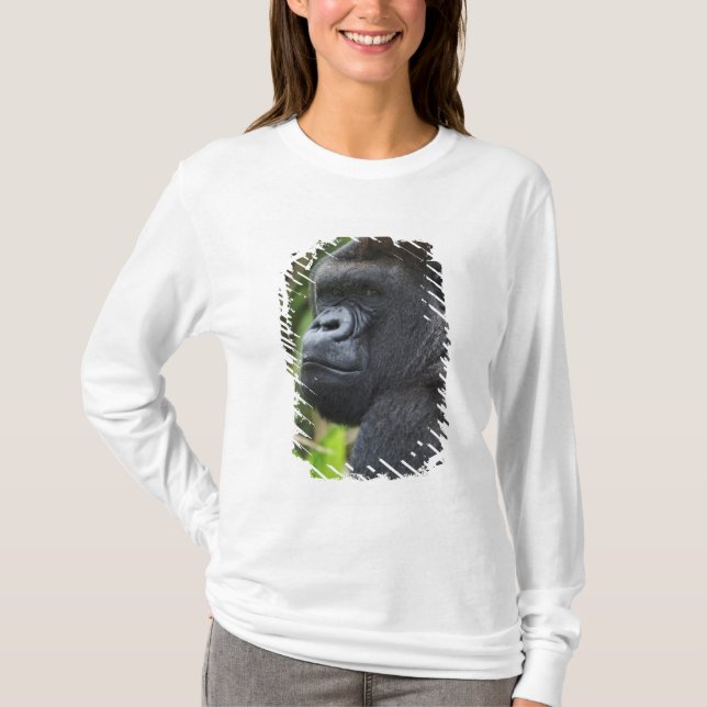 T-shirt Gorille de Silverback Lowland, captif de Gorilla (Devant)