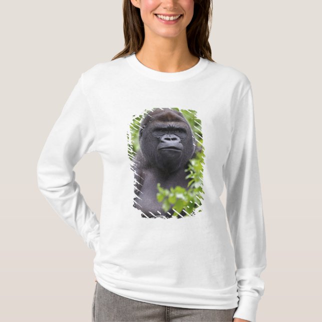 T-shirt Gorille des plaines à dos argenté, Gorilla gorilla (Devant)