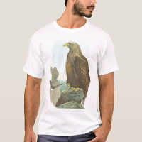 Gould - albicilla Blanc-Coupé la queue d'Eagle -