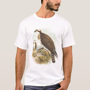 T-shirt Gould - balbuzard - haliaetus de Pandion