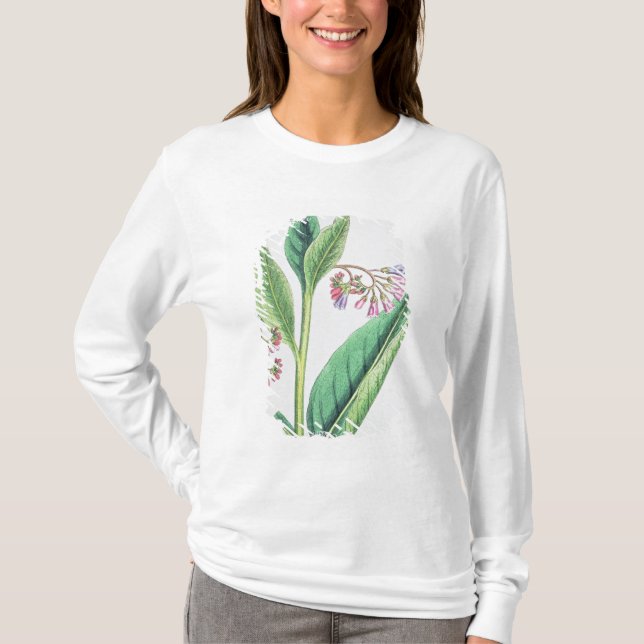 T-shirt Grande consoude, plat MCXVI, c.1800 (Devant)