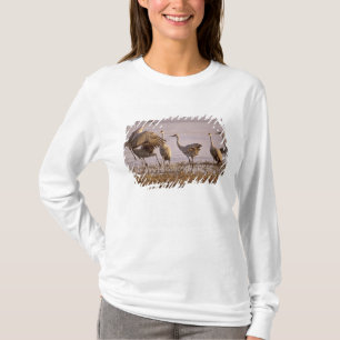 T-shirt Granes de Sandhill Grus canadensis) Platte
