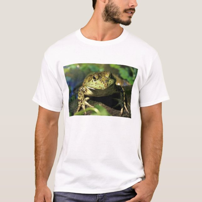 T-shirt Grenouille taureau. (Devant)