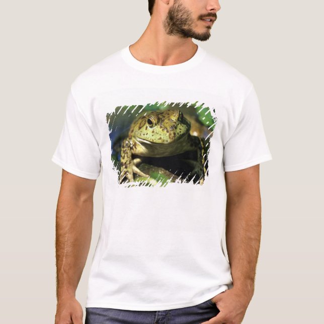 T-shirt Grenouille taureau. (Devant)