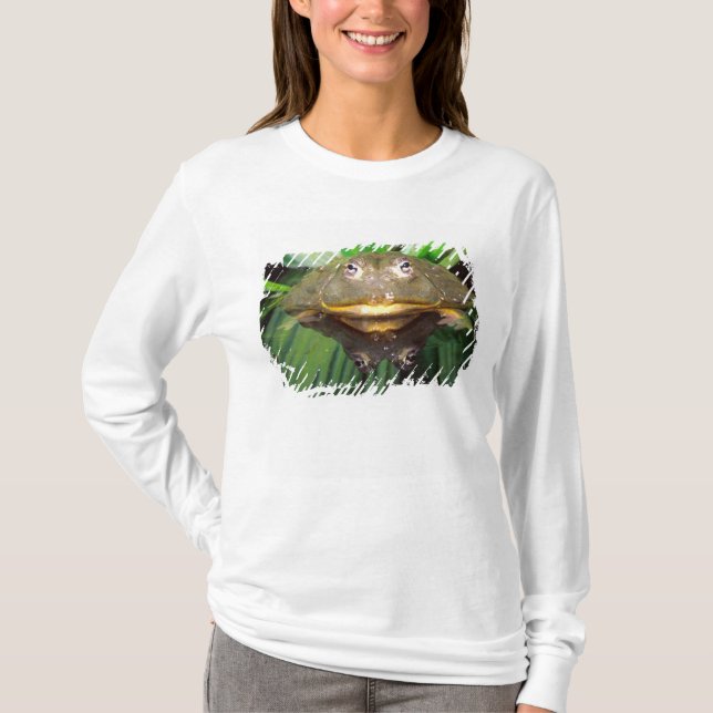 T-shirt Grenouille taureau africaine, Pyxicephalus 2 (Devant)