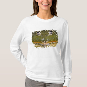 T-shirt Grenouille-taureau, Pyxicephalus