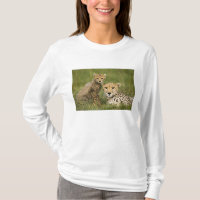 Guépard, Acinonyx jubatus, avec petit