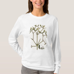 T-shirt Gui "d'un de fines herbes curieux", 1782