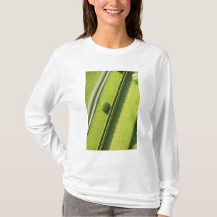 T-shirt Haie dans le Hamptons