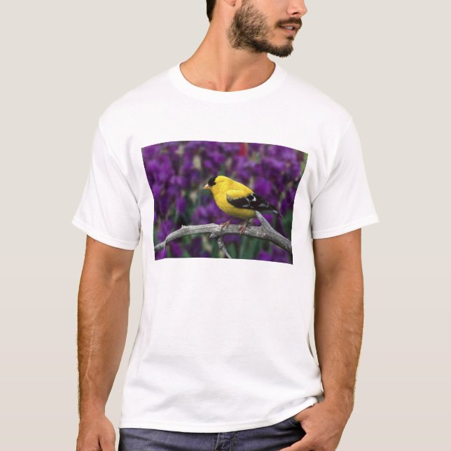 T-shirt Homme, Américain Goldfinch en plumage d'été, (Devant)
