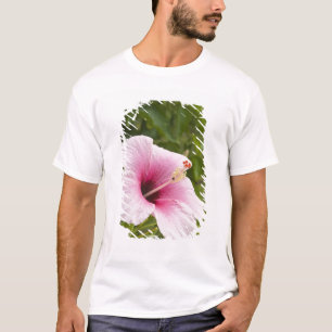 T-shirt Îles Cook, Atiu. Fleur d'hibiscus.