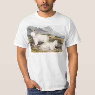 T-shirt Illustration de la chèvre des Rocheuses (Capra Ame