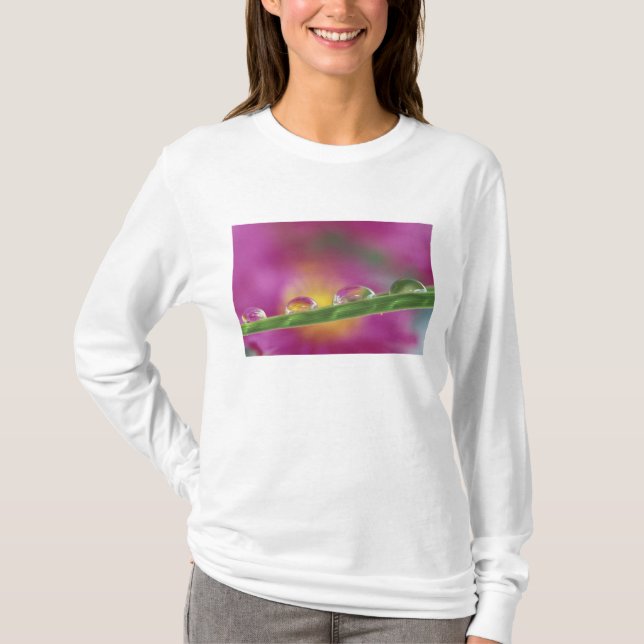 T-shirt Image d'asters formés dans des gouttelettes d'eau (Devant)