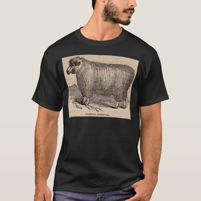 T-shirt Imprimé au 19e siècle année Cotswold brebis (Devant)