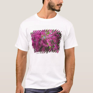 T-shirt Italie, Sicile, Cefalu, Cour intérieure fleurie pa