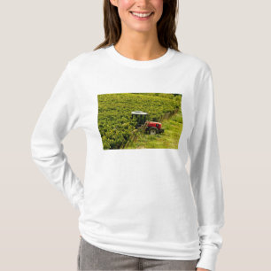T-shirt Italie, Toscane, Greve. Cueilleurs au travail pend
