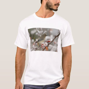 T-shirt Jaseur d'Amérique adulte sur aubépine avec neige