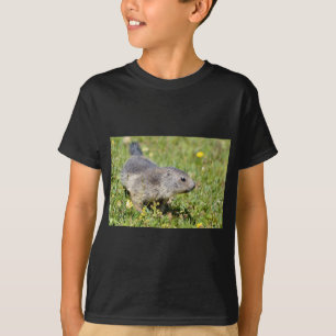 T-shirt Jeune marmotte alpine dans l'herbe
