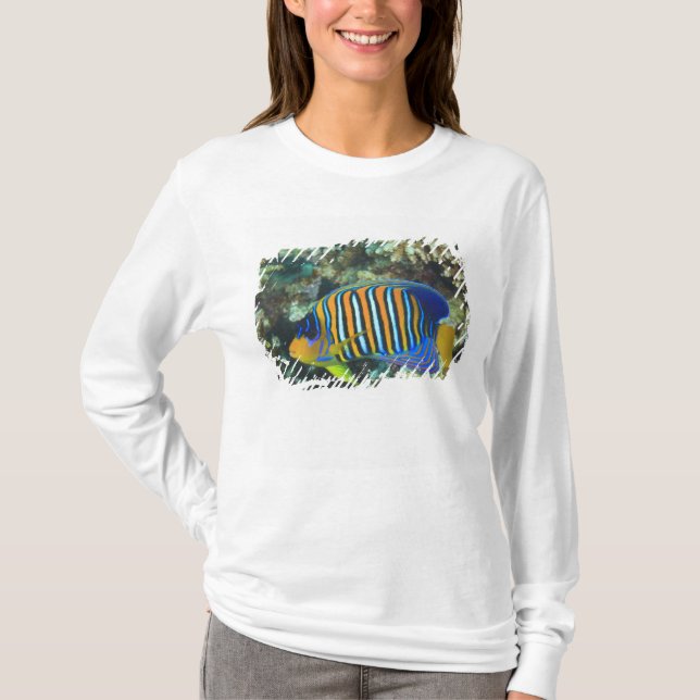 T-shirt Jeune Poisson-ange Royal Pygoplites (Devant)